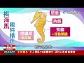 海馬外型特殊其實也是魚！ 長尾由尾鰭演變【發現科學】