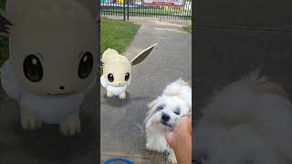 Thank Jaylie for being our whole lives... #pokemon #pokemongo #shihtzu #puppy #cute #life #goodbye