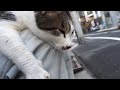 最強に人懐こい野良猫を膝に乗せてみた the friendliest stray cat epsode.2