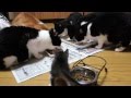 子猫と先住猫のお食事 - A kitten and cats dinner -