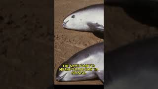 COCAIN OF THE SEA, THE VAQUITA