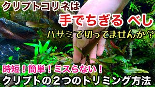 その水草、ハサミで切ってませんか？クリプトコリネの２つのトリミング方法ADAネイチャーアクアリウム初心者立ち上げ、水草水槽の作り方、水草の植え方と切り方と育て方、水草レイアウト水槽のセッティング方法