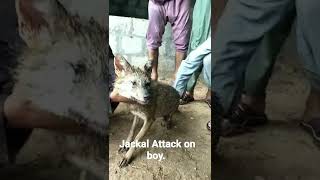 Jackal Attack on Human | Jackal vs Hounds #shorts