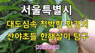 #대도심속 척박한 환경의 산야초들 한해살이 탐구(서울특별시)20220802