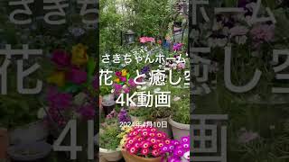 【SD動画】2024年4月10日 4月に入り本格的な花の季節ですね。 #flowers #garden #癒し#自然 #nature #ラナンキュラス ラックス#リビングストンデージー