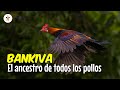 Gallina Bankiva: El ancestro silvestre del pollo domestico