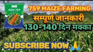 759 maize full details hindi video #maizefarming #maize #agriculture #village #farming