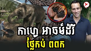 កាហ្វេ អាចម៏ដំរី 1KG/2200$ | BC News