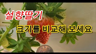 [생생뿌리] 담양 와우리 설향딸기 고설재배 - 딸기 크기가 남달라요!