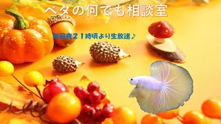 飼育の悩み一緒に解決しましょ♬【2021年11月1日】ベタの何でも相談室