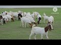 बकरी को ब्याने बच्चा देने के बाद यह दलिया खिलाएं खूब भूख बढ़ाए 🐑🐐 बकरी की