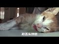 猫咪海姆立克急救法~