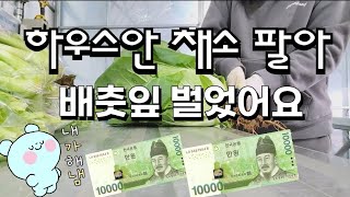 달콤농장일지(23.02.24)배추🥬 팔아 배춧잎🫰 벌었습니다~^^