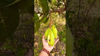 అలా మామిడి తోటలో🌳🥭😍#summer#mango#avakaya#suharsha#avakayapachadi#subscribe