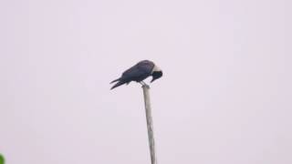 白頸鴉 Collared Crow