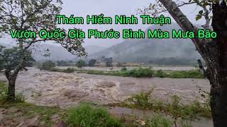 Thám Hiểm Ninh Thuận - Vườn Quốc Gia Phước Bình Mùa Mưa Bão.