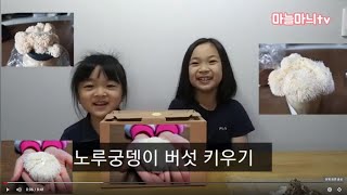 집에서 버섯 키우기 2탄 / 노루궁뎅이 버섯 키우기