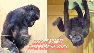 The first laugh of 2023 is Kintaro (laughing), taken on 2023.1.2.