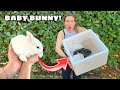 BABY BUNNIES REJECTED BY MOTHER! WE SAVED THEM!