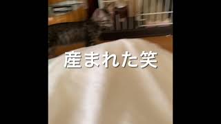 グッドモーニング子猫