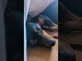 甘え上手な犬【クセになる】 shorts