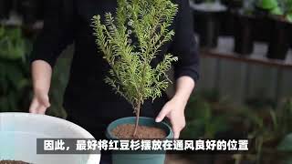 红豆杉摆放技巧