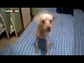 Funny Dogs Barking A Funny Dog Barking Videos Compilation 2015