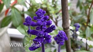 Pollinator Planter   Lantana, Cuphea, Salvia in Fall November 12