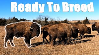 Bison Bull Ready to Breed | Prep Work For The Bison Fence