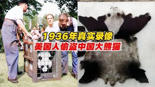 1936年真实录像，美国人多次从中国偷盗大熊猫，令人十分气愤！