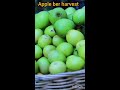 apple ber ki kheti apple ber farming shorts