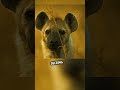 courageous hyena snatches prey from leopards in dramatic twist watch till the end shorts