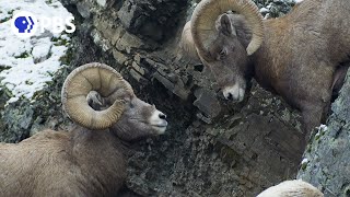 Rams Battle for Right to Mate