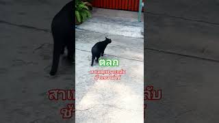 #ตลก #สาเหตุที่กลับช้า #funny #youtube #shorts #shortvideo #youtubeshorts