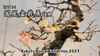 第97回 国風盆栽展[後期]／The 97th Kokufu Bonsai Exhibition [ Late term]