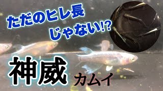 メダカの品種紹介 黒幹之の進化系〜神威(カムイ)〜【メダカの学校】