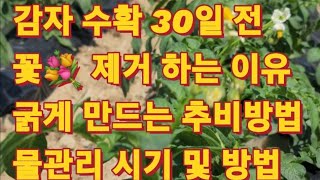 감자 수확 30일 ~ 40일 전 3가지 꼭 실천하면 다수확을 할 수 있는 요점정리(감자 꽃 제거하는 이유, 추비 설명, 물관리 방법)/How to cultivate Potatos