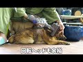 「猟犬と暮らす」week14