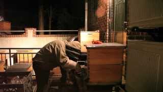 New York City Urban Beekeeping Documentary: The Beekeeper