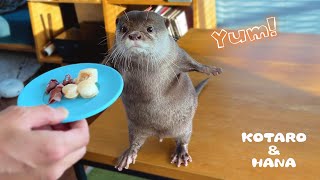 お腹すかしたカワウソが魚介をもりもり食べる時間　Otters Enjoy Seafood with Great Appetite