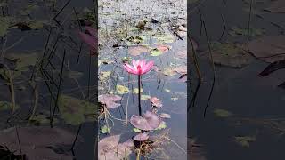 আমার সোনার বাংলা। শাপলা। জাতীয় ফুল। #bangladesh #waterlily #শাপলা #nature #short