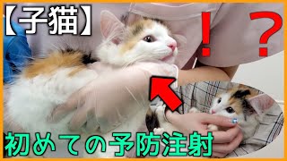 【子猫】初めての予防注射で緊張しまくり【メインクーン】