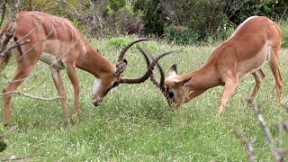 Impala Rams Fighting