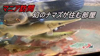 マニア訪問！！幻のナマズが住むお部屋！！アクアハウス入居者様のところへ遊びに行きました！！