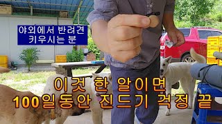 여름 철 강아지에게 골치 아픈 진드기 이 것 한 알이면 걱정 끝