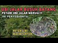 Penyebab busuk batang pada ubi jalar | Perawatan Ubi Jalar Ungu