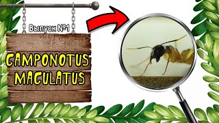 🔥🐜CAMPONOTUS MACULATUS - ДОБРОДУШНЫЕ АФРИКАНСКИЕ ГИГАНТЫ // nature TB // выпуск №1