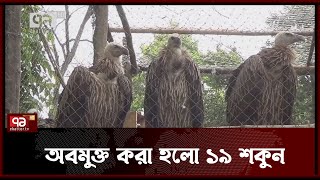 পরিচর্যা শেষে অবমুক্ত করা হয়েছে বিলুপ্ত প্রজাতির ১৯ শকুন | News | Ekattor TV