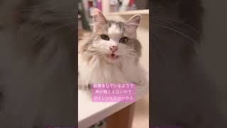 親愛の証「サイレントニャー」　#shorts #猫動画 #ねこのいる生活