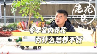 【养花必懂小知识】花友冬季屋内养花总养不好，可能与这几点有关？Tips for indoor planting in winter!